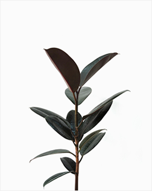 (Testing) Oxalis Hedysaroides