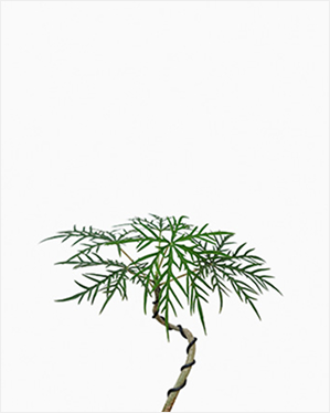 (Testing) Brazilian Rain Tree In Megu (Copy)