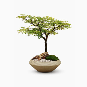 (Testing) Asparagus Fern, Asparagus Setaceus (S)