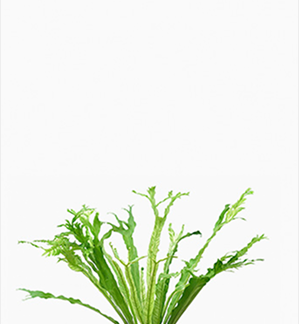 (Testing) Juniperus Squamata 'Blue Star' In Craig