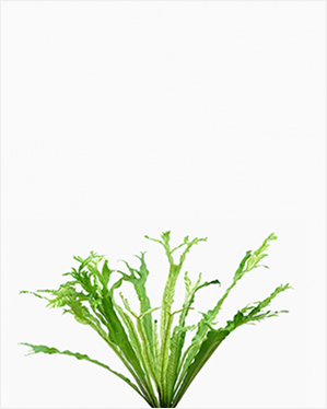 (Testing) Norfolk Island Pine (S)